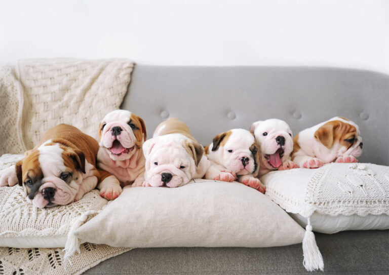 What kind of fabric to choose for your sofa or armchair if there is a domestic animal in the family?
